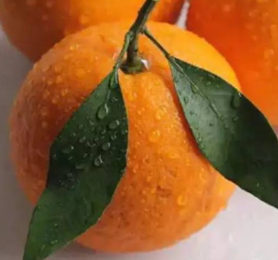 春見和不知火哪個(gè)好吃？春見不知火的不同