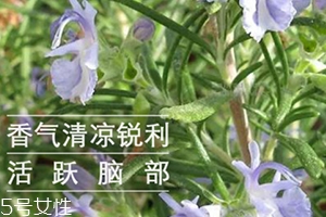 迷迭香精油怎么用？迷迭香精油使用注意事項(xiàng)