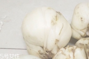 新鮮百合能種嗎？新鮮百合好種植嗎？