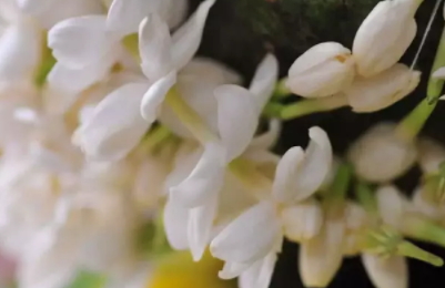 茉莉精油多少錢一瓶？茉莉精油為什么貴