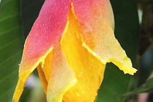 七彩芒多少錢一斤？七彩芒的功效與作用