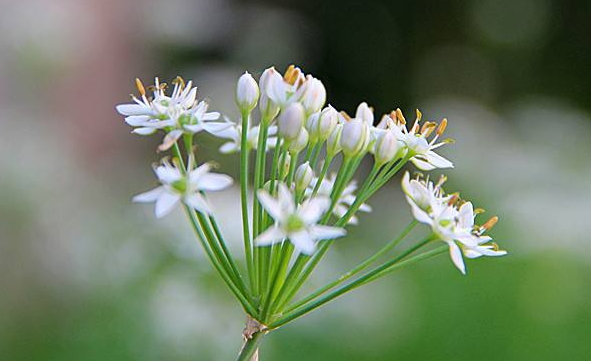 韭菜花多少錢(qián)一斤？韭菜花市場(chǎng)行情