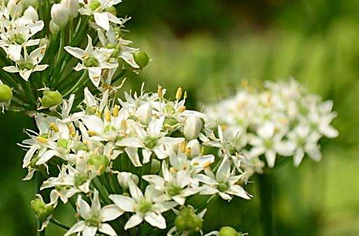 韭菜花多少錢(qián)一斤？韭菜花市場(chǎng)行情