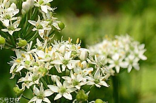 韭菜花和韭菜籽哪個好？韭菜花和韭菜籽的不同