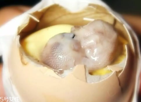 雞仔胎怎么煮？雞仔胎這樣做更美味