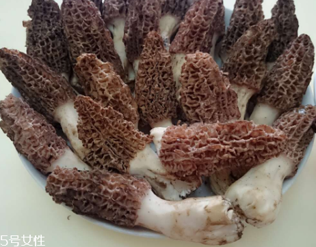 羊肚菌是什么東西？羊肚菌能吃嗎？