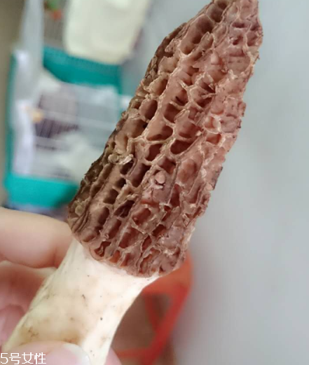 羊肚菌是什么東西？羊肚菌能吃嗎？