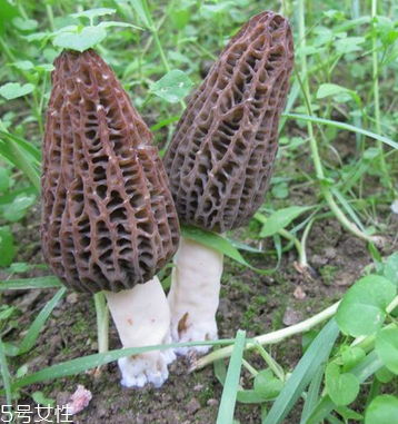 羊肚菌是發(fā)物嗎？羊肚菌屬于發(fā)物嗎？