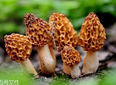 羊肚菌是發(fā)物嗎？羊肚菌屬于發(fā)物嗎？