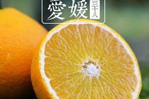愛媛38號是橙子還是橘子？愛媛38號適合哪里種植？