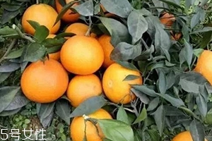 愛媛38號與沃柑哪個(gè)好吃？愛媛38號與沃柑對比