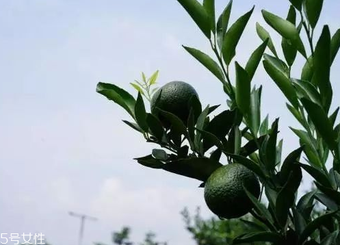 小青柑會(huì)發(fā)霉嗎？小青柑如何保存？