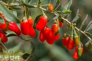 枸杞是發(fā)物嗎？枸杞屬于發(fā)物嗎？