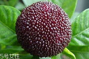 烏酥楊梅多少錢一斤？烏酥楊梅好吃嗎