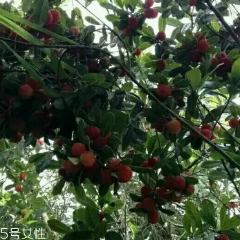 烏酥楊梅多少錢一斤？烏酥楊梅好吃嗎