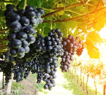 黑提是葡萄嗎？黑提和葡萄的區(qū)別