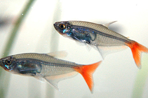 紅尾魚(yú)怎么做好吃？紅尾魚(yú)的做法大全