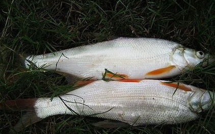 紅尾魚怎么做好吃？紅尾魚的做法大全