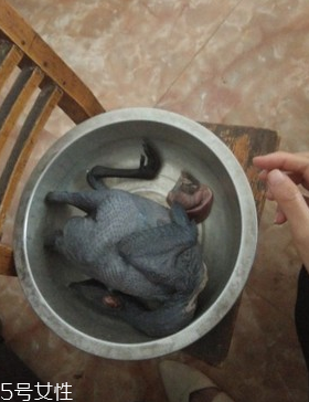 烏骨雞是烏雞嗎？烏骨雞是什么雞？