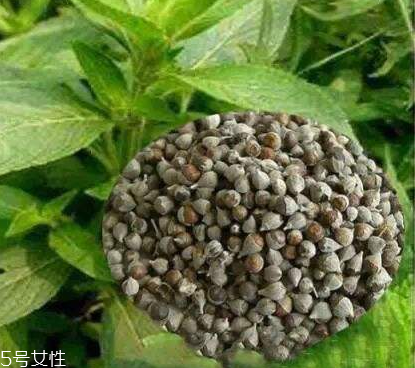 圣潔莓可以長期吃嗎？長期圣潔莓好嗎？