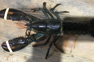 波士頓龍蝦是淡水的嗎？波士頓龍蝦是海里的嗎？