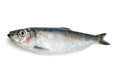 青魚是淡水魚還是海魚？青魚是淡水魚嗎？