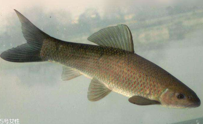 青魚是淡水魚還是海魚？青魚是淡水魚嗎？