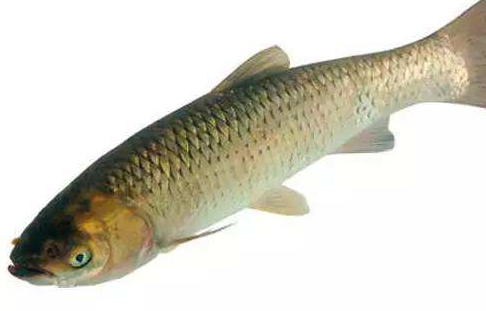 青魚是淡水魚還是海魚？青魚是淡水魚嗎？
