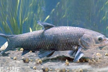 青魚是發(fā)物嗎？吃青魚會過敏嗎？
