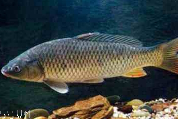 青魚是發(fā)物嗎？吃青魚會過敏嗎？
