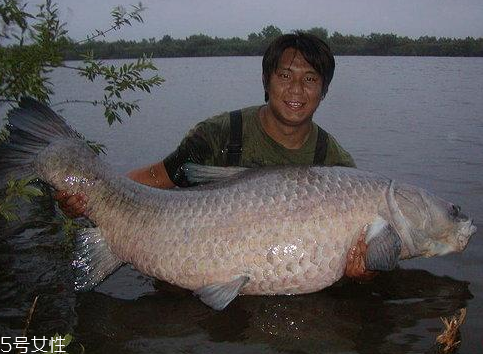 青魚能做魚干嗎？青魚怎么做成魚干？