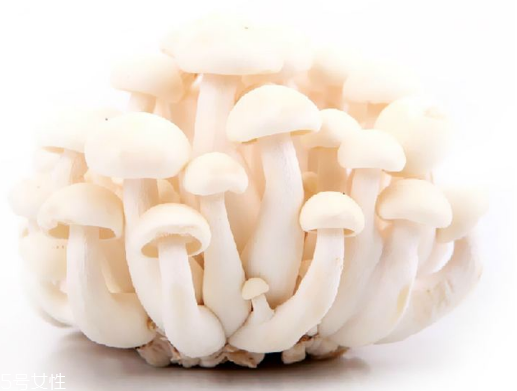 白玉菇和海鮮菇的區(qū)別 白玉菇和海鮮菇是一樣的嗎？