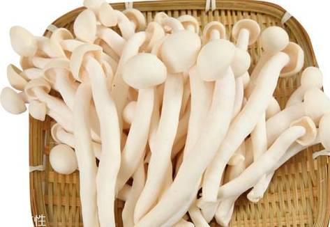 白玉菇的營養(yǎng)價值 白玉菇有什么營養(yǎng)？