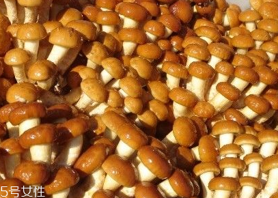 滑子菇的功效 滑子菇有什么作用？