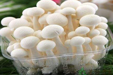 白玉菇為什么是苦的？白玉菇怎么會苦？