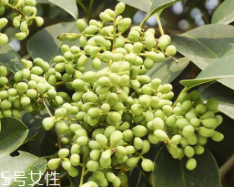 女貞子怎么保存？女貞子怎么保存最好？