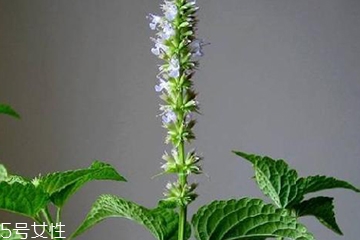 藿香是發(fā)物嗎？皮膚過敏的人能吃藿香嗎？