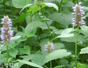 藿香是發(fā)物嗎？皮膚過敏的人能吃藿香嗎？