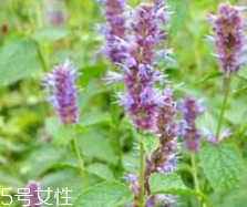 藿香能生吃嗎？藿香味道好嗎？
