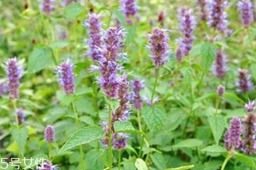 藿香和麝香是一樣嗎？藿香和麝香的區(qū)別