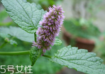 藿香能多吃嗎？藿香吃多了會怎樣？