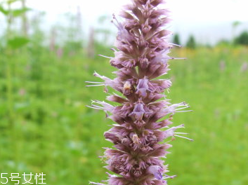 藿香和佩蘭能一起吃嗎？藿香和佩蘭的作用