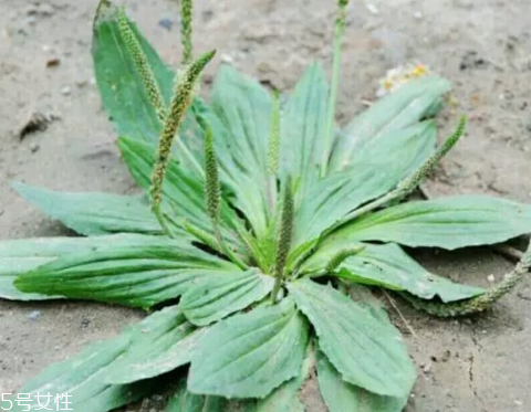 車前草怎么吃？車前草怎么做好吃？
