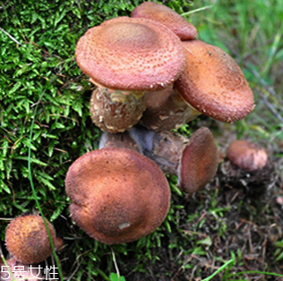 榛蘑的好處 榛蘑對人有什么益處？