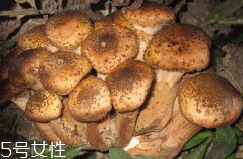 榛蘑的好處 榛蘑對人有什么益處？