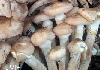 榛蘑是蘑菇嗎？榛蘑是什么蘑菇？