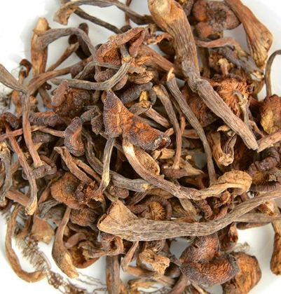 榛蘑是野生的好嗎？野生榛蘑的好處