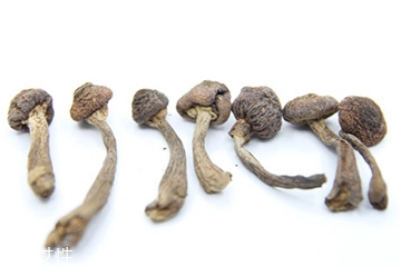 榛蘑和天麻的關系 榛蘑和天麻有什么聯(lián)系？