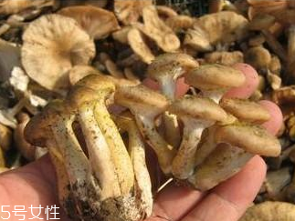 榛蘑和香菇能一起吃嗎？