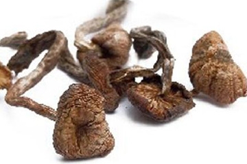 榛蘑能保存多久？干榛蘑怎么保存最好？